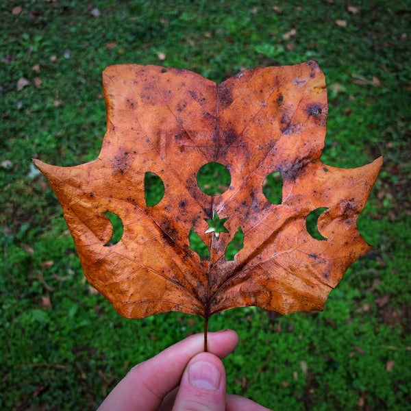 Autumn and Halloween!